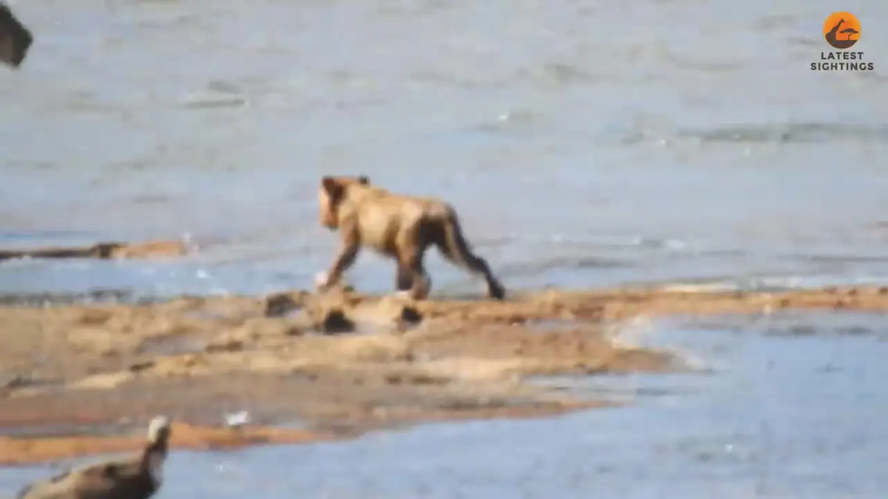 ببینید| حمله بی‌رحمانه کروکودیل به توله‌ شیرها در برابر نگاه مادرشان