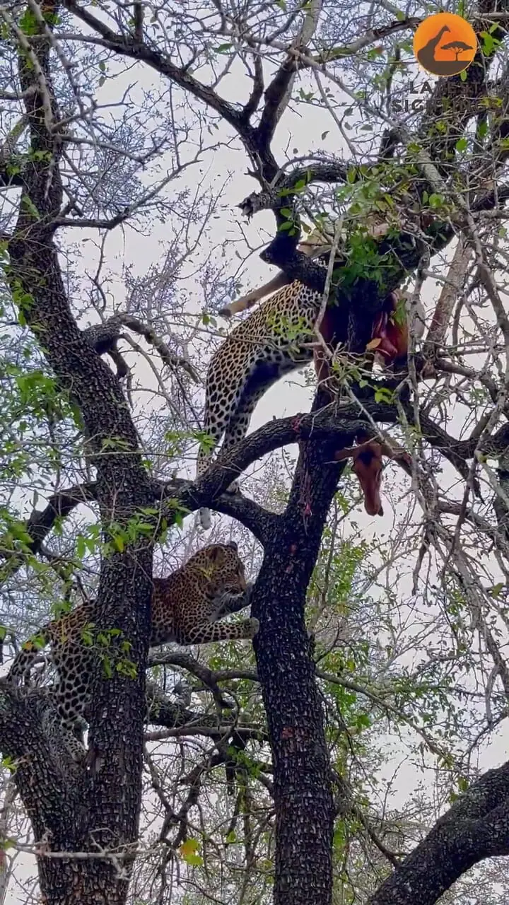 ببینید| سرعت فوق العاده پلنگ در بالابردن لاشه ایمپالا به بالای درخت از ترس کفتارها!