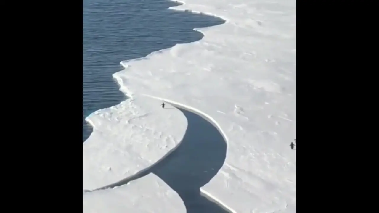 ببینید| تلاش لحظه آخری پنگوئن برای رسیدن به خانواده‌اش در قطب جنوب