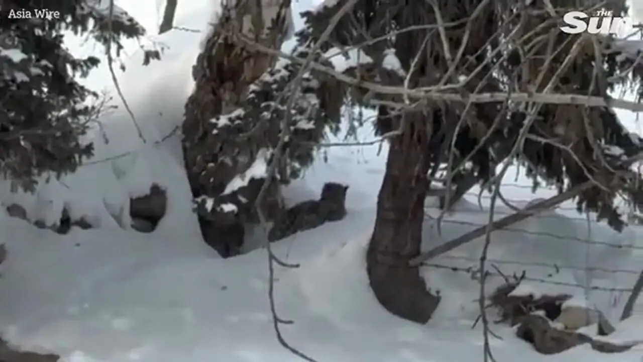 تلاش زن اسکی‌باز برای گرفتن سلفی با پلنگ برفی در چین به قیمت جان