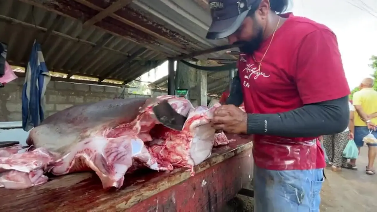 ببینید| برش ماهرانه کوسه گاوی 200 کیلوگرمی در بازار ماهی سریلانکا