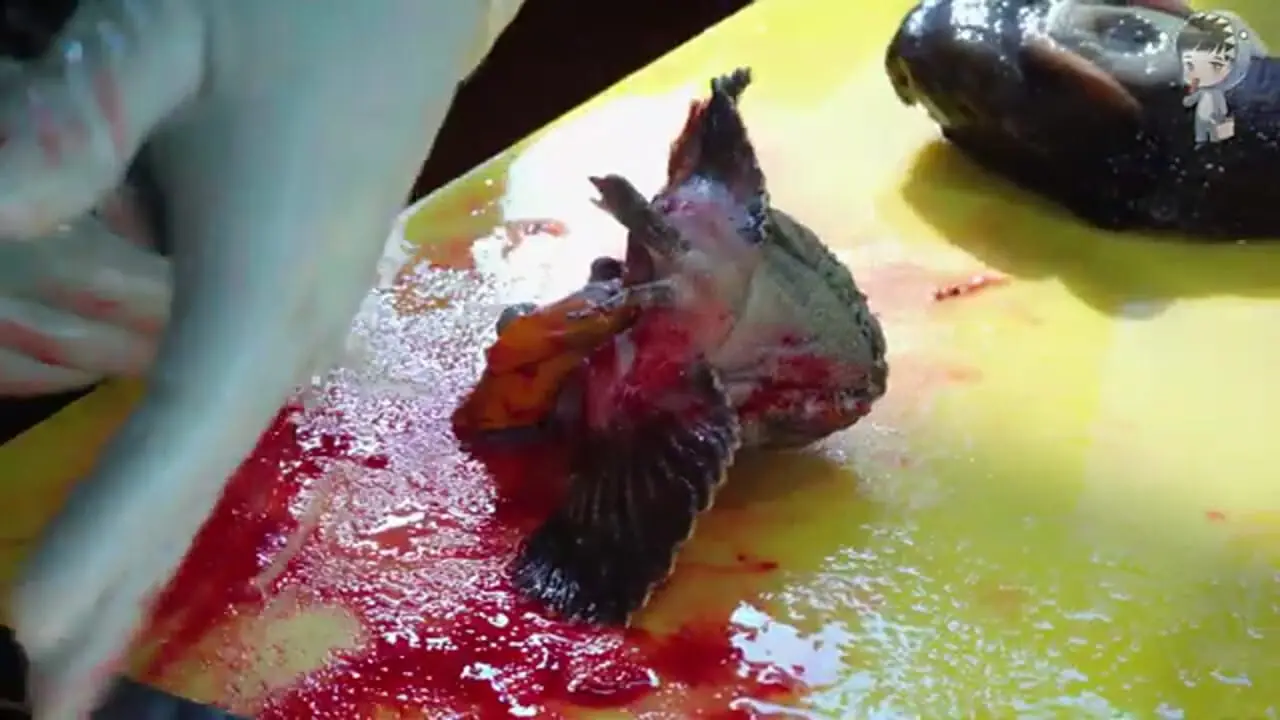 ببینید| غذای خیابانی در کره؛ تهیه ساشیمی با عقرب ماهی در پوهانگ