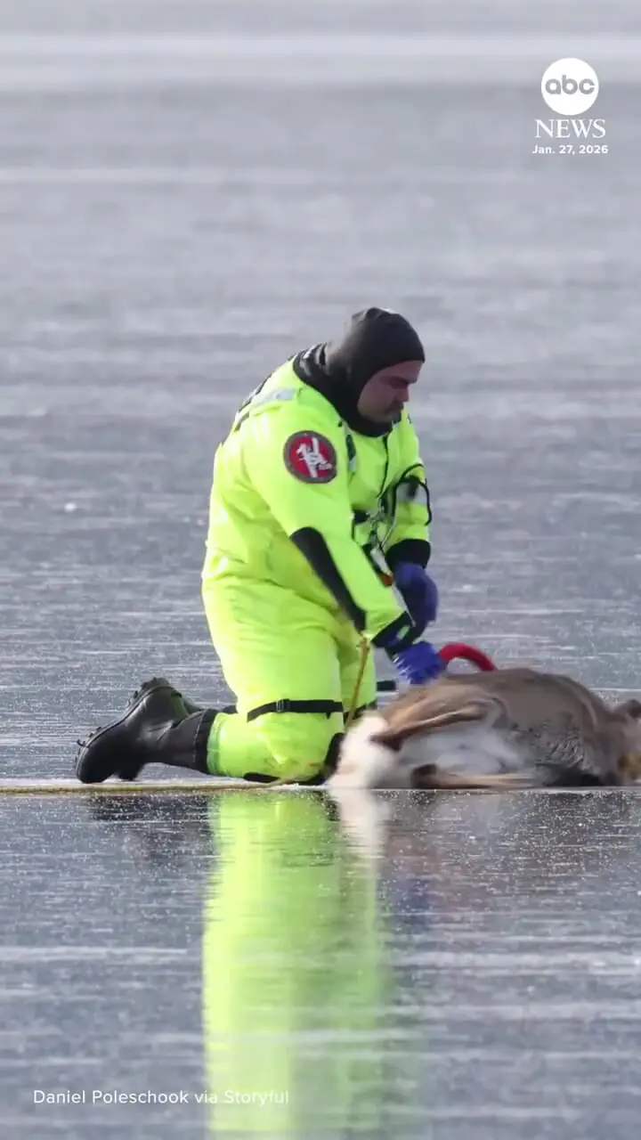 نجات یک گوزن از سطح یخ‌زده دریاچه‌ای در واشنگتن