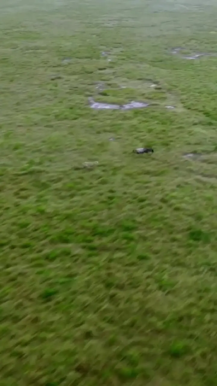 تصاویر هوایی از تعقیب نفس‌گیر گوزن یالدار توسط یوزپلنگ‌