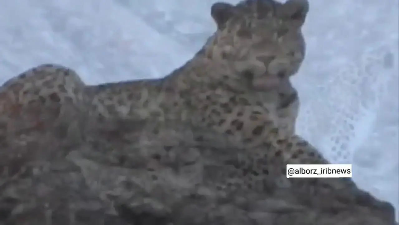 ثبت تصاویری ناب از حضور دو قلاده پلنگ در منطقه حفاظت‌شده البرز جنوبی