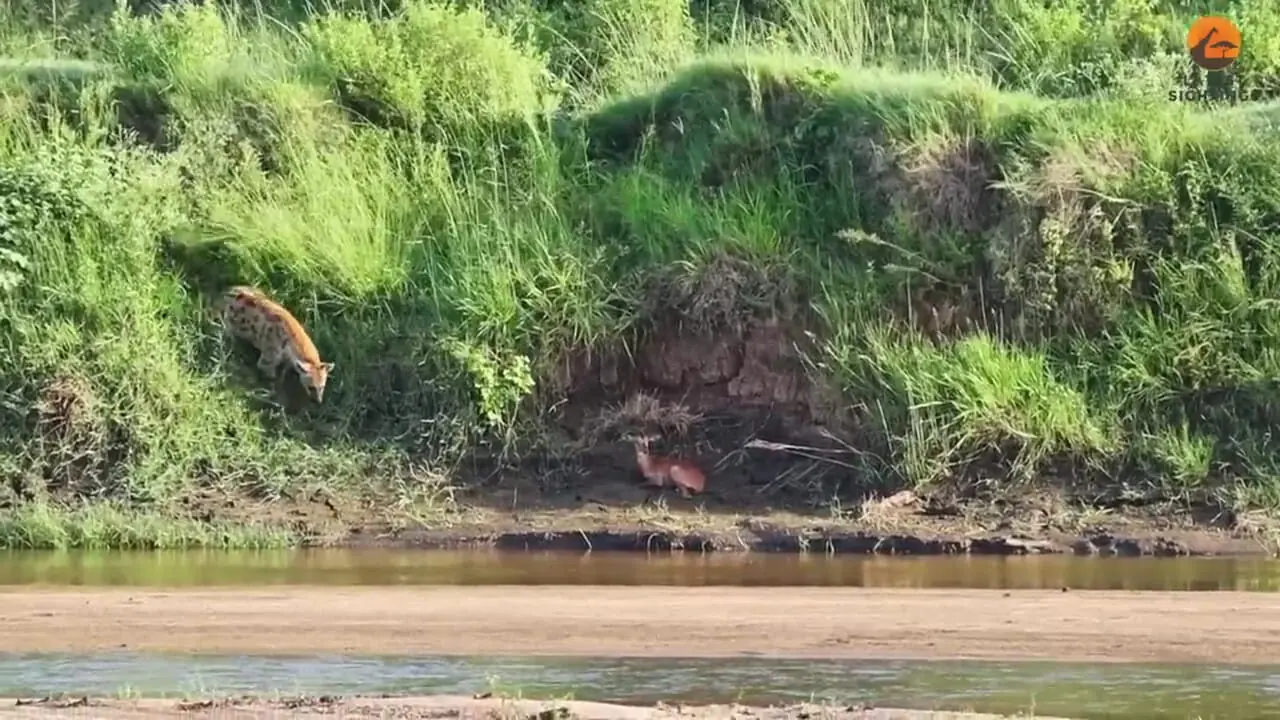 ایمپالا قربانی حس بویایی کفتار شد