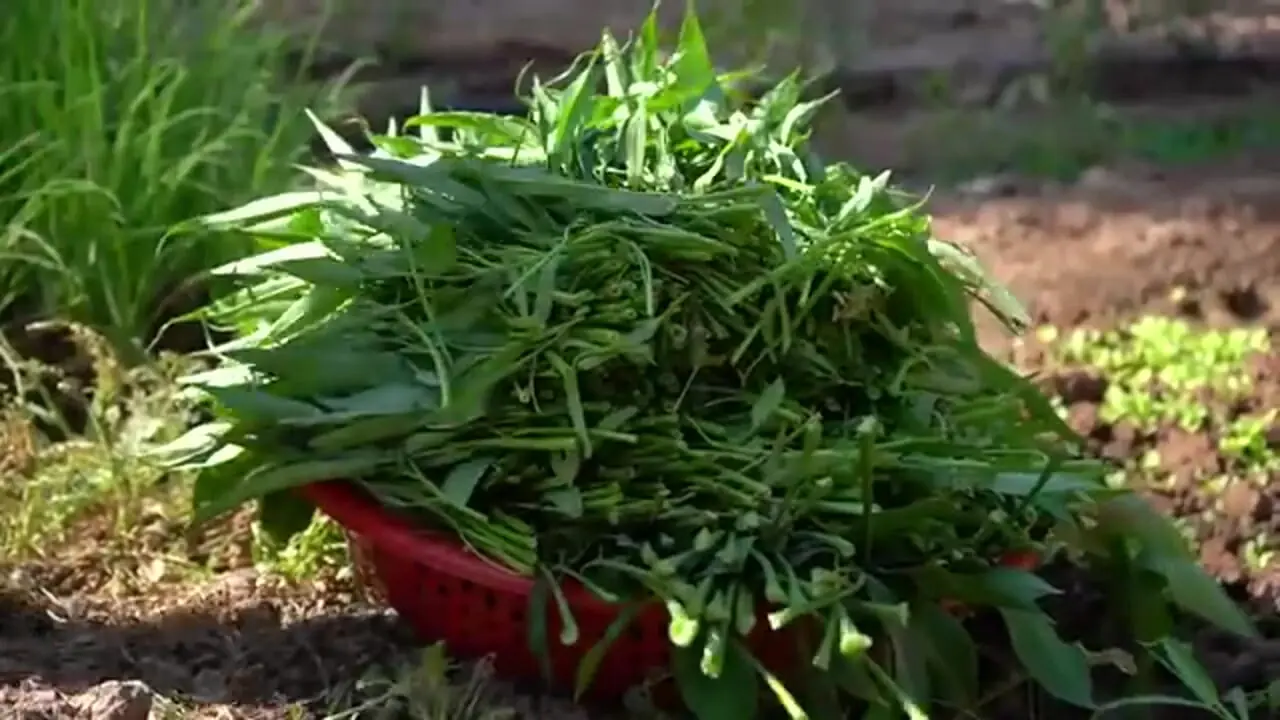 ببینید| غذای روستایی در کامبوج؛ پخت دو غذای سنتی با ماهی های بزرگ رودخانه ای