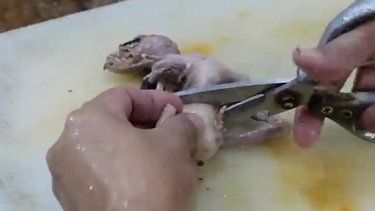 ببینید| غذای خیابانی در پالائو؛ پخت غذا با خفاش میوه خوار در کرور