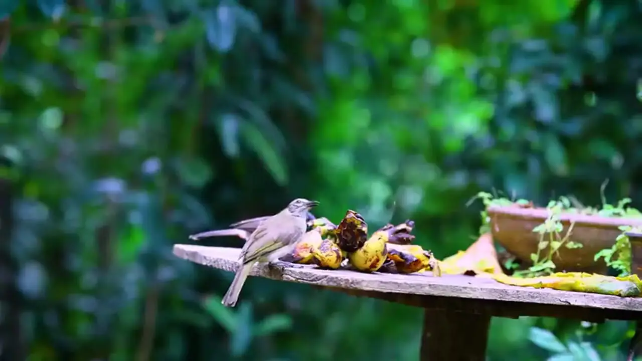 غذای روستایی در سریلانکا؛ پخت یک غذای خاص با میگو، سبزیجات و مرغ در روستا