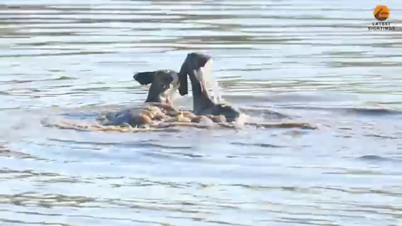 لحظه شکار کودو در آب توسط سگ های وحشی در آفریقای جنوبی