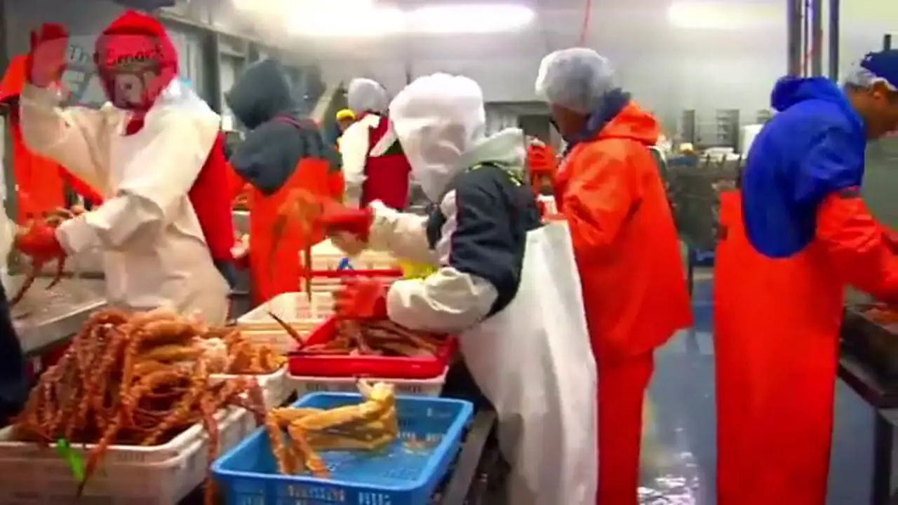 مراحل دیدنی صید و فرآوری هزاران تن خرچنگ آلاسکایی قرمز