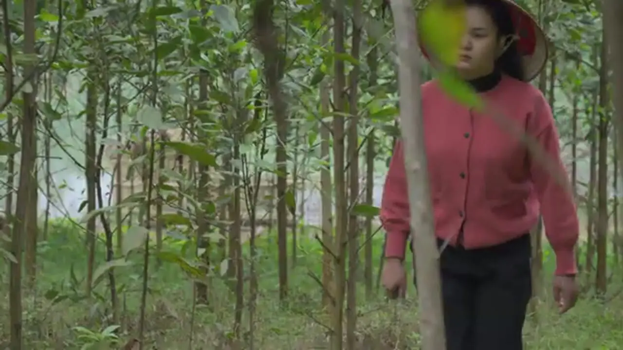 غذای روستایی در چین؛ برداشت پاپایا و تهیه سوپ با آن در روستا