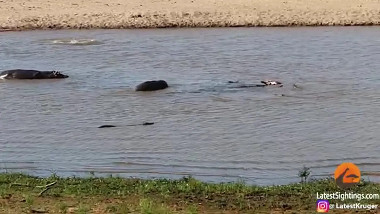 یک اتفاق نادر در حیات وحش؛ اسب های آبی، گاو شکار شده را از تمساح ها دزدیدند!