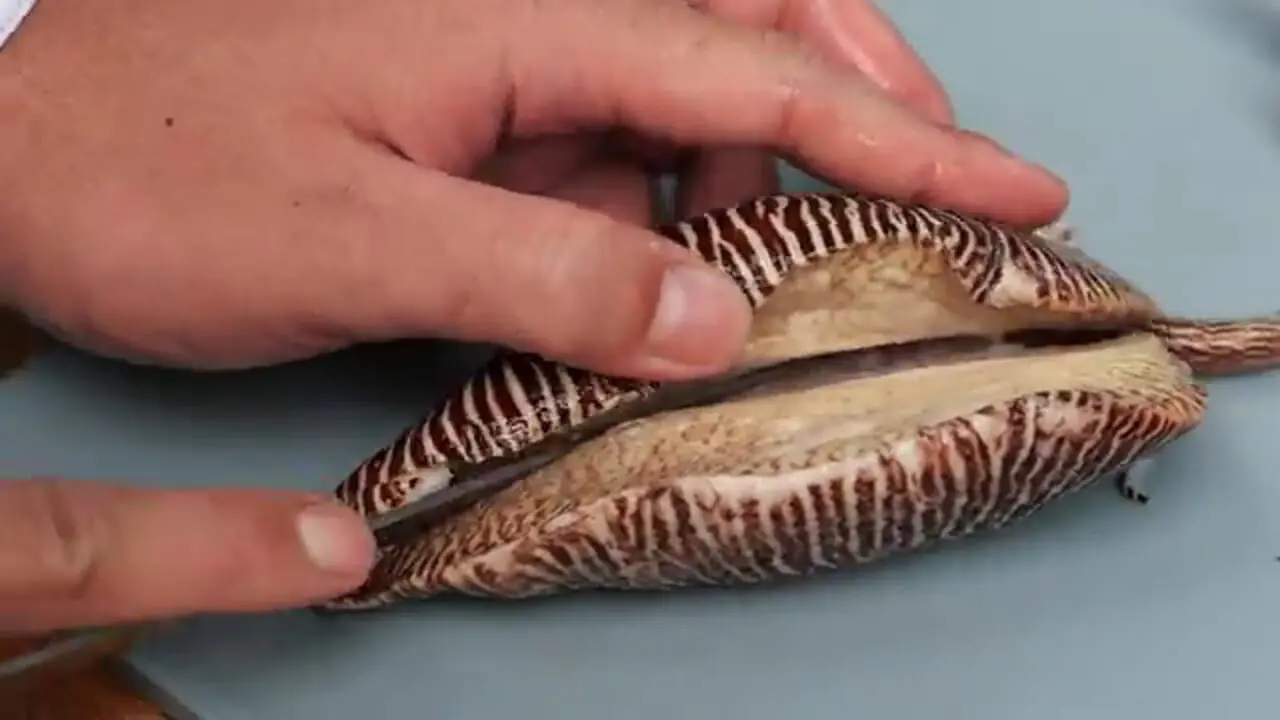 ببینید| غذای خیابانی در تایلند؛ تهیه سالاد با حلزون غول پیکر در بانکوک