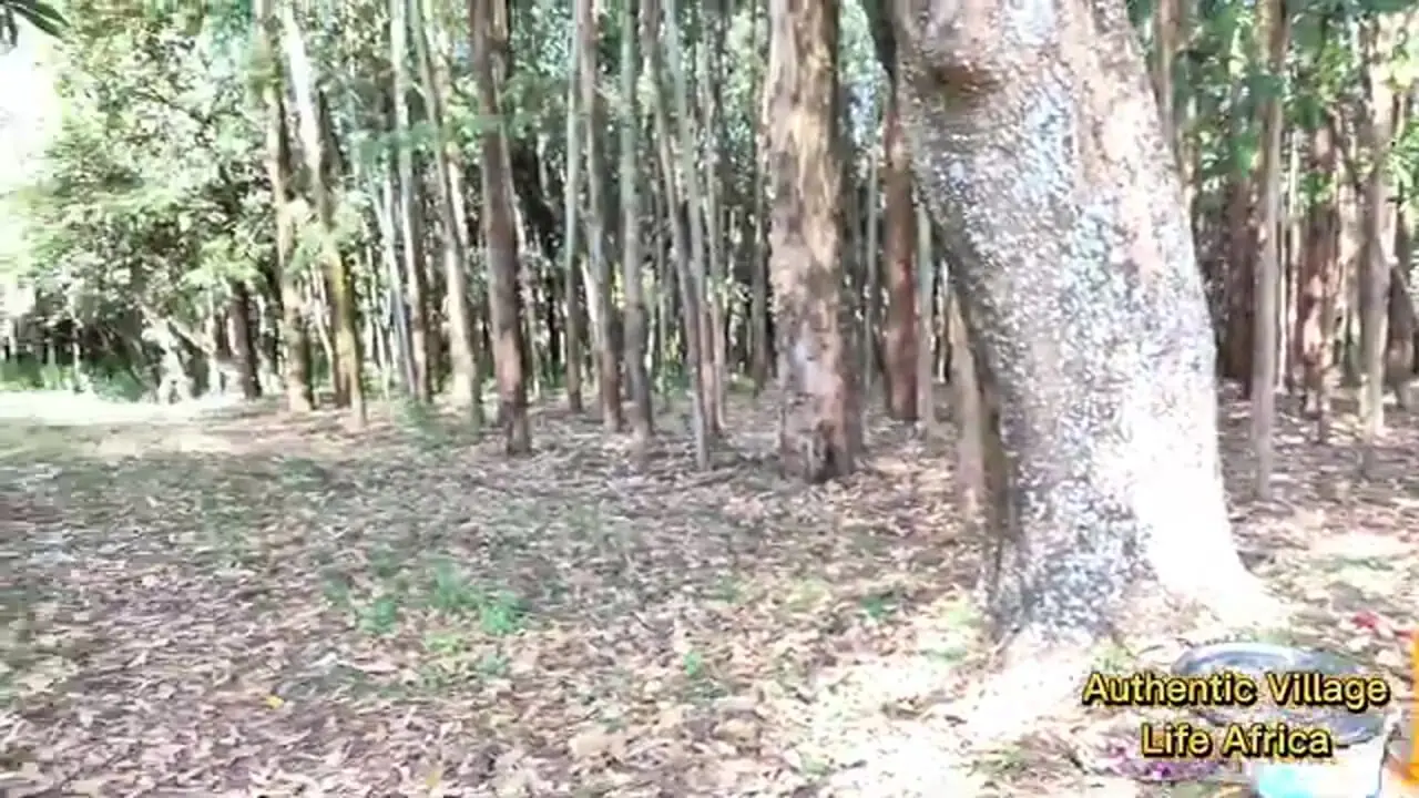 غذای روستایی در کنیا؛ پخت یک غذای با گوشت کله پاچه بز در جنگل