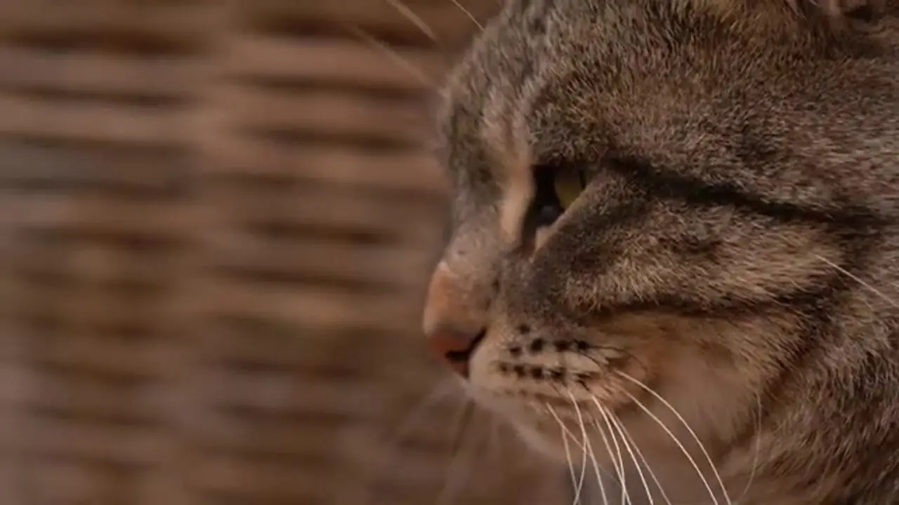 ببینید| غذای روستایی در آذربایجان؛ تهیه لواشک کدو تنبل در طبیعت روستا