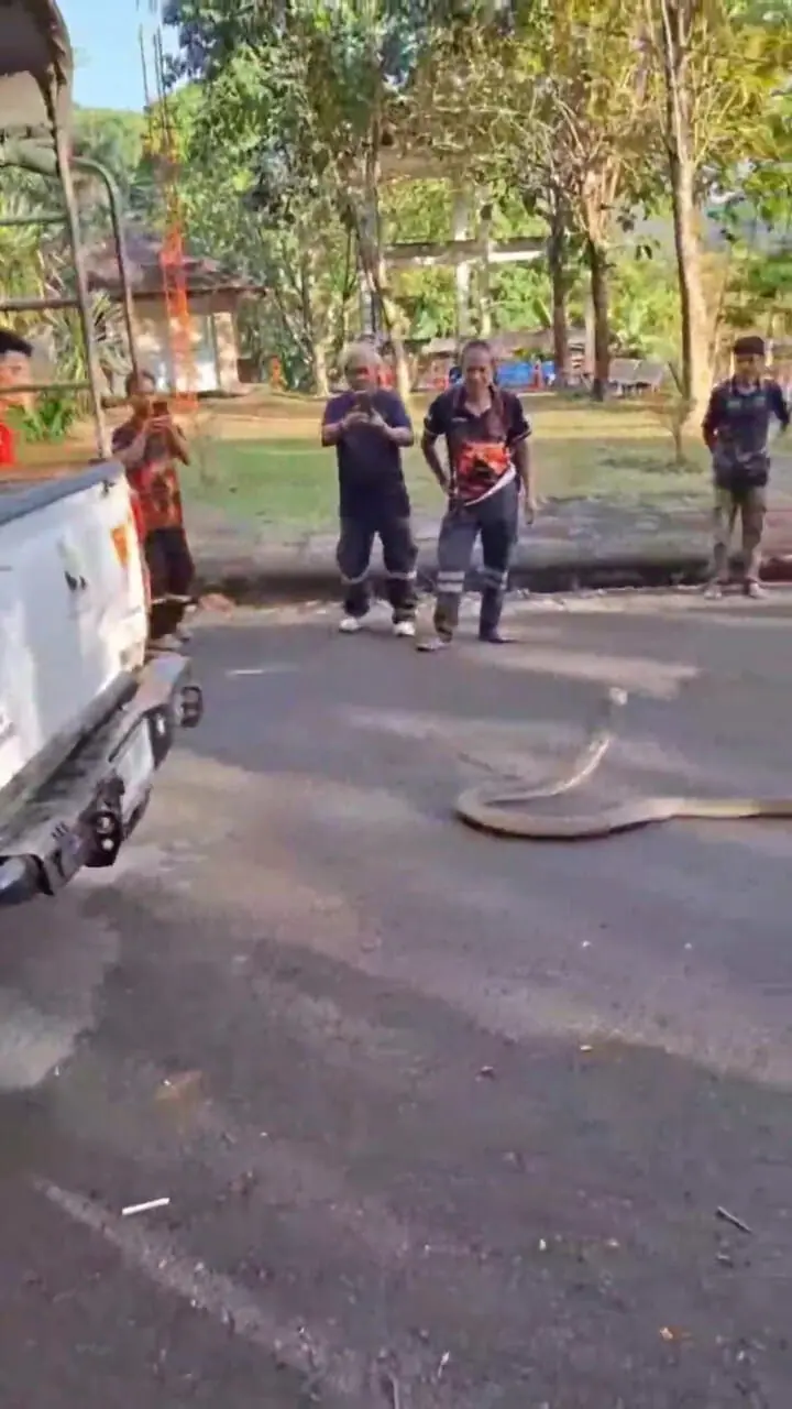 پیدا شدن شاه کبرای ۴ متری در محفظه موتور یک وانت!