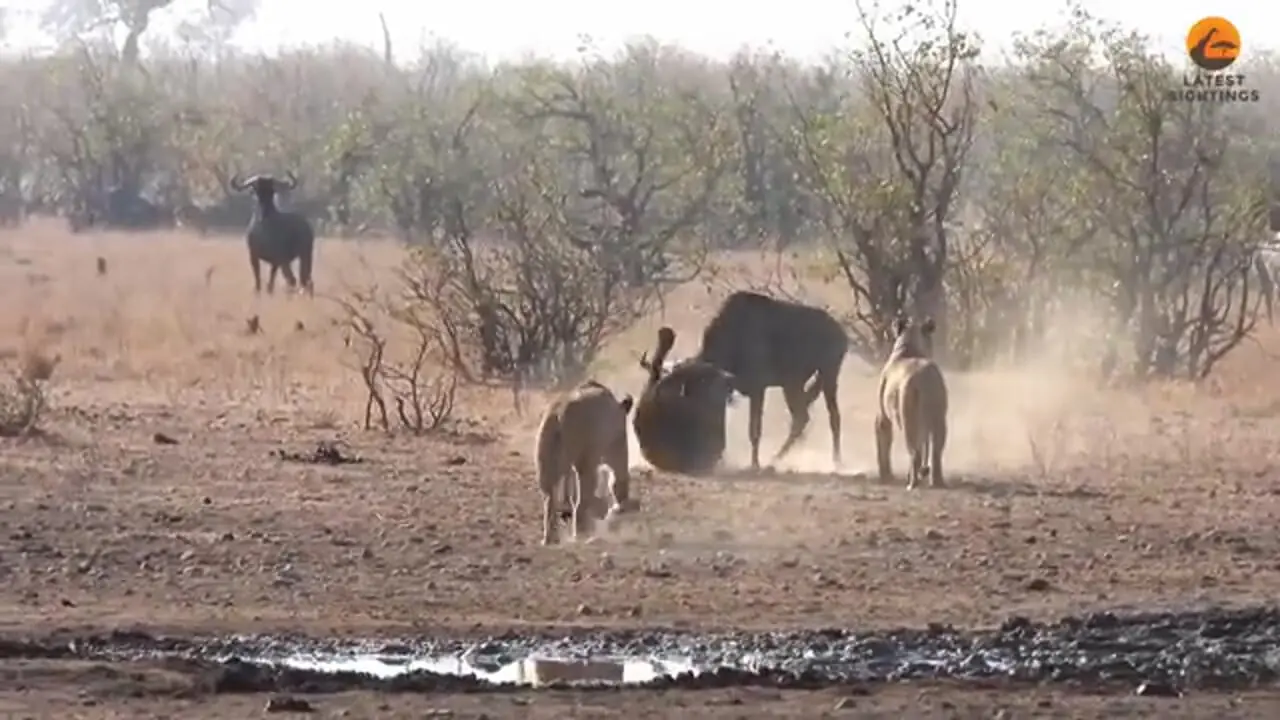 غافلگیر کردن کل یالدار به روش شیر گرسنه!