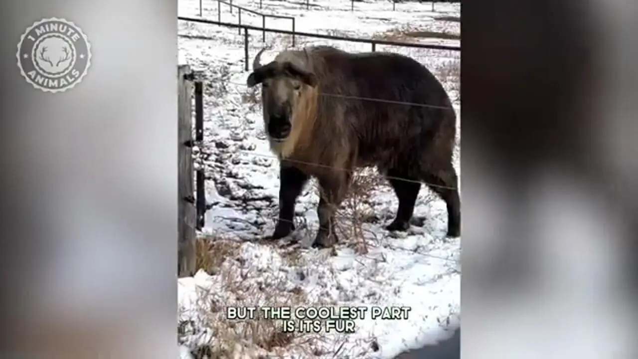 با تاکین افسانه ای و کمیاب آشنا شوید!