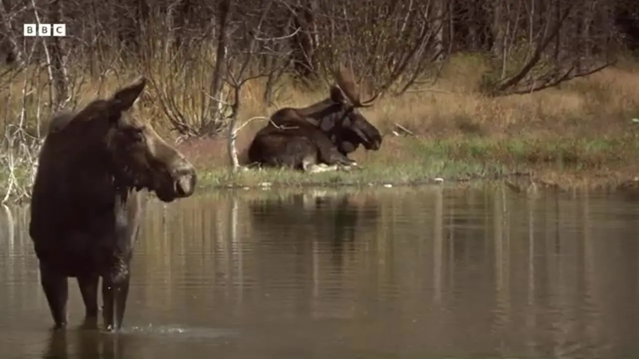قطع درخت در عرض چند ساعت توسط سگ آبی برای ساخت سد