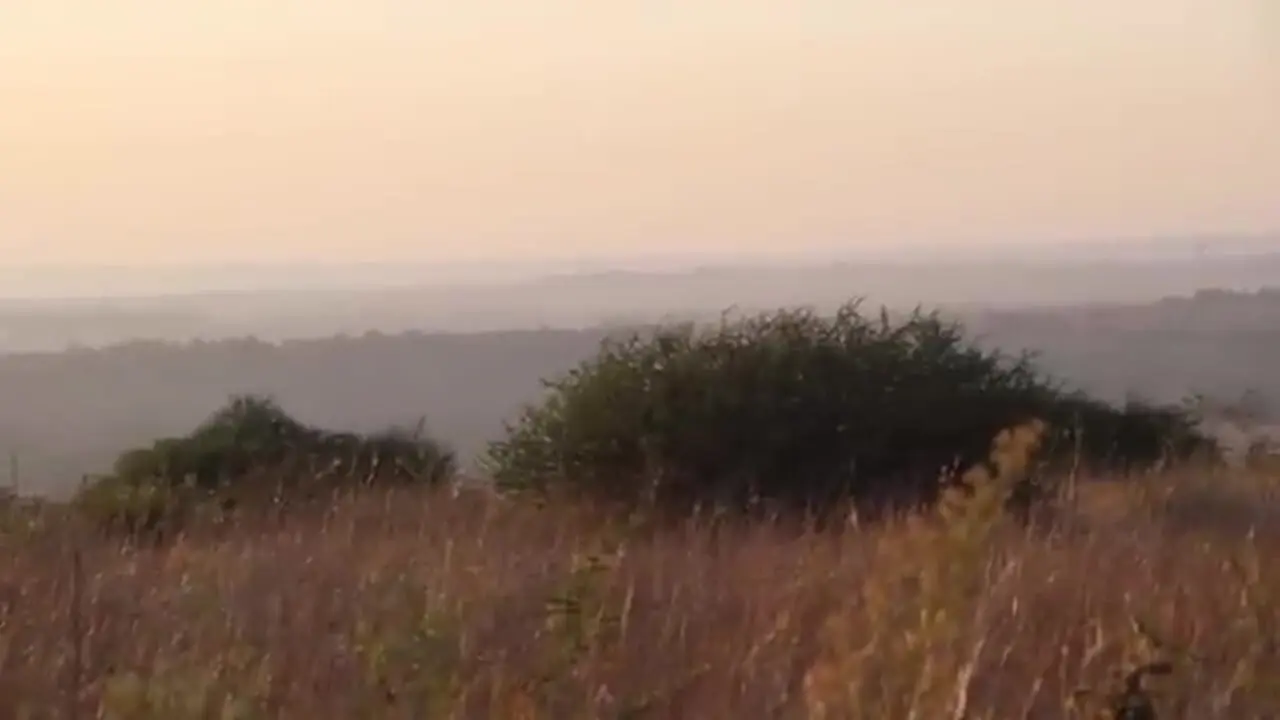 ببییند| نبرد شجاعانه بچه زرافه با شیر گرسنه