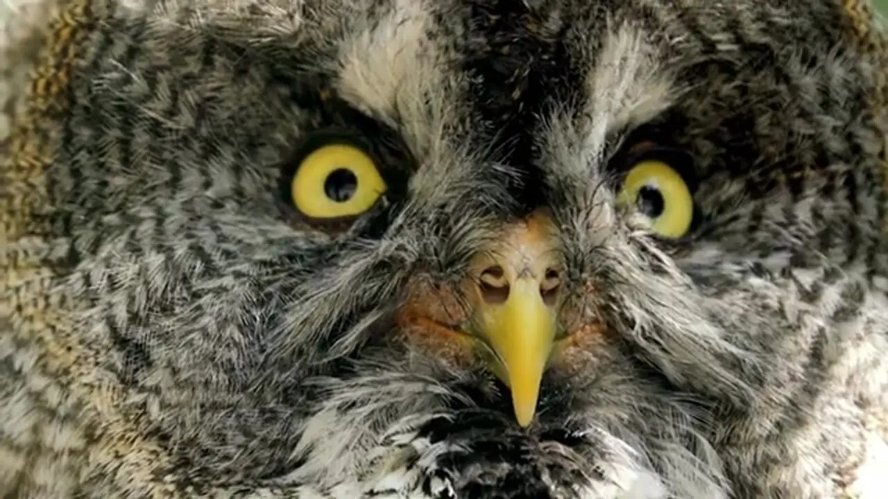 ببینید| جغدها؛ کامل ترین شکارچیان طبیعت