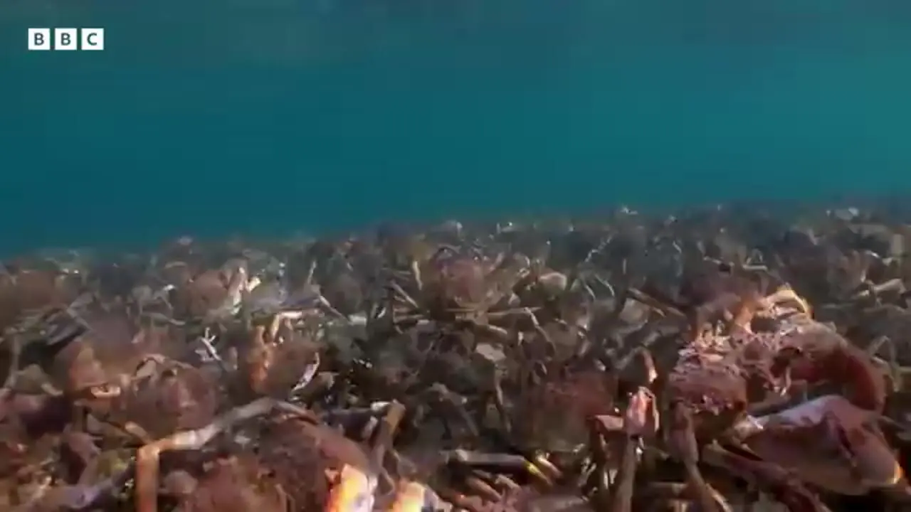 ببینید| اتحاد و همکاری دیدنی خرچنگ های عنکبوتی در برابر یک سفره ماهی غول پیکر