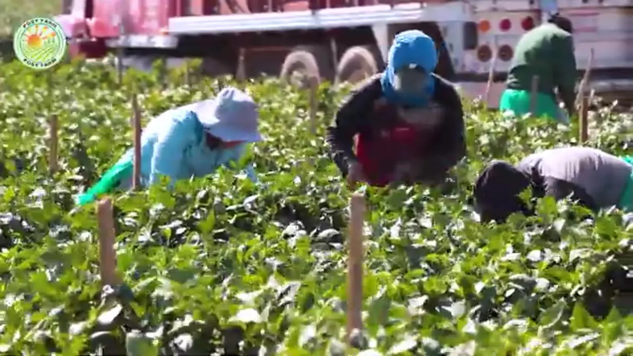 ببینید| چگونه مکزیکی ها صدها تن فلفل هالوپینو را برداشت و فرآوری می کنند؟