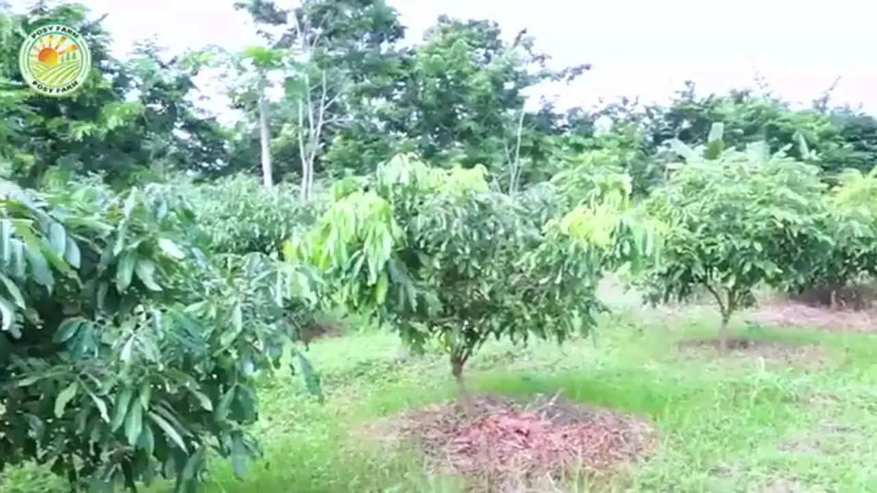 ببینید| چگونه تایلندی ها میلیون ها عدد منگوستین را برداشت و فرآوری می کنند؟