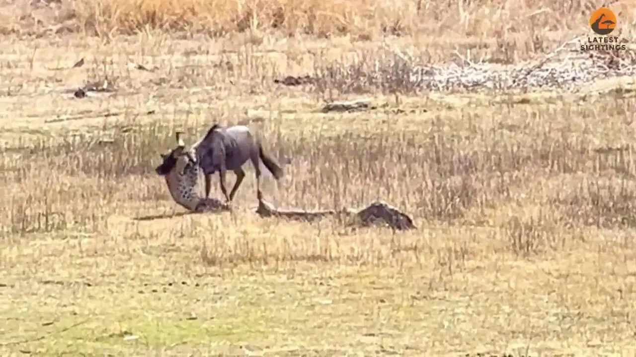 شکار یک کل یالدار بزرگ با کمین ماهرانه پلنگ!