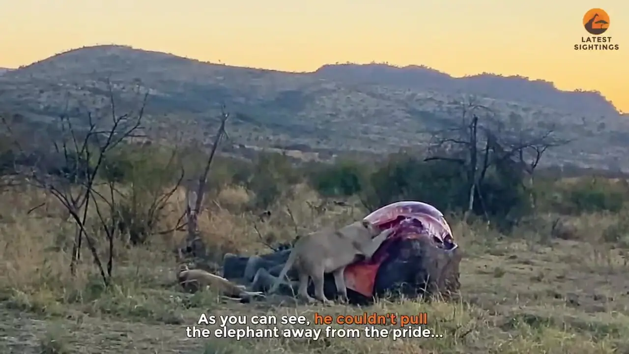 ببینید| مستند حیات وحش؛ تلاش شیر نر برای کشیدن یک فیل غول پیکر روی زمین