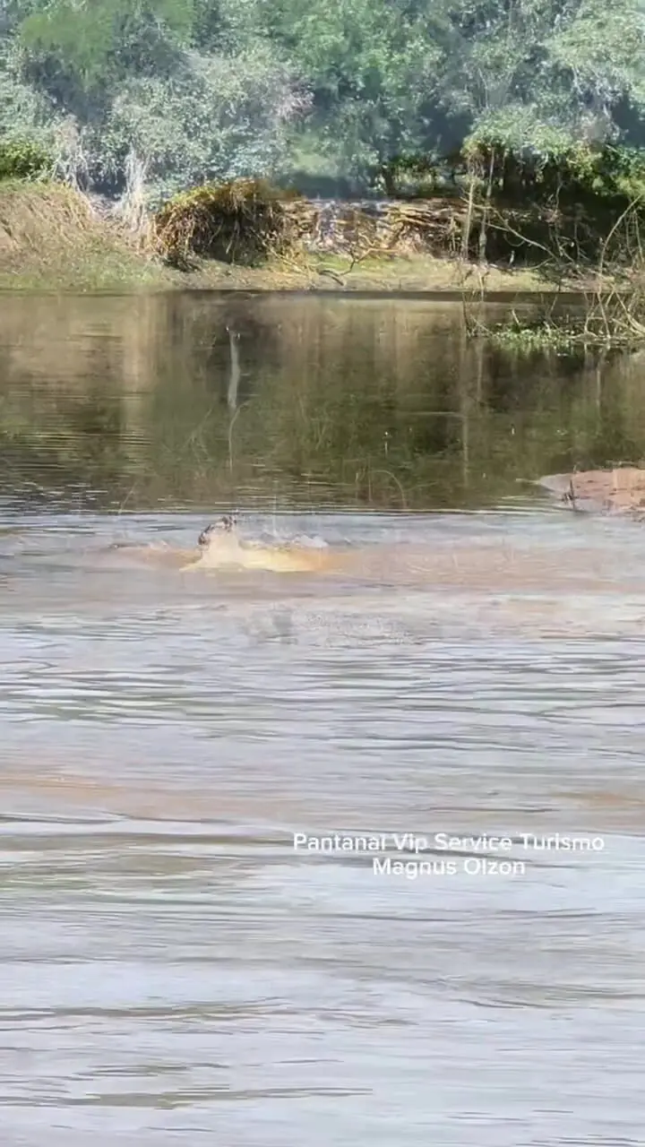 حرکت قورباغه‌وار جگوار برای شکار کایمن