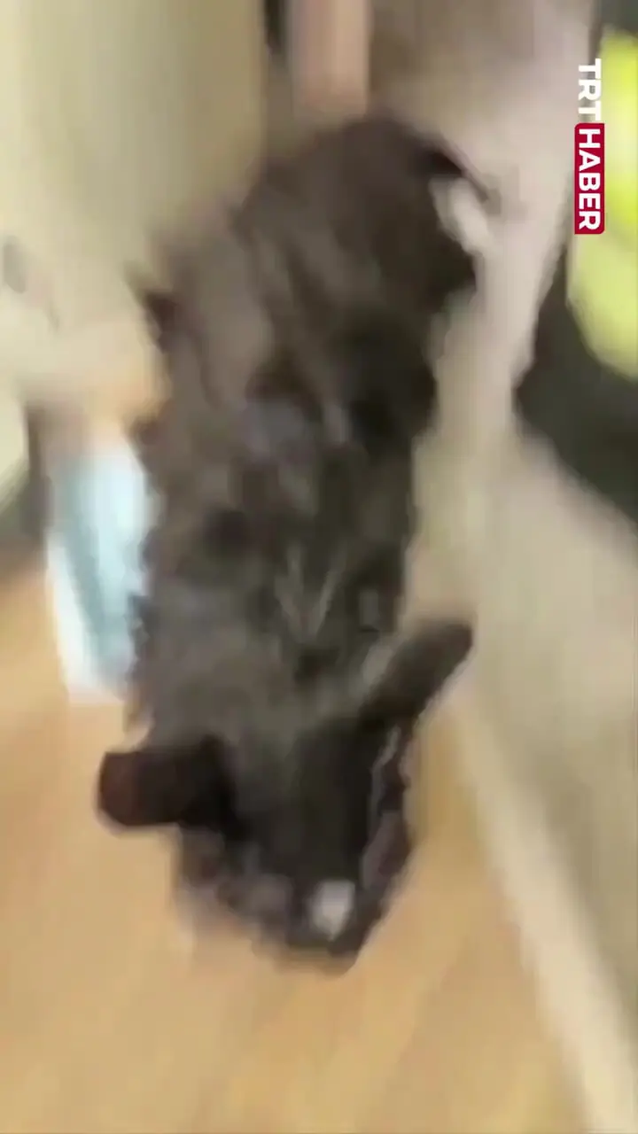 نجات معجزه‌آسای گربه از داخل ماشین لباسشویی