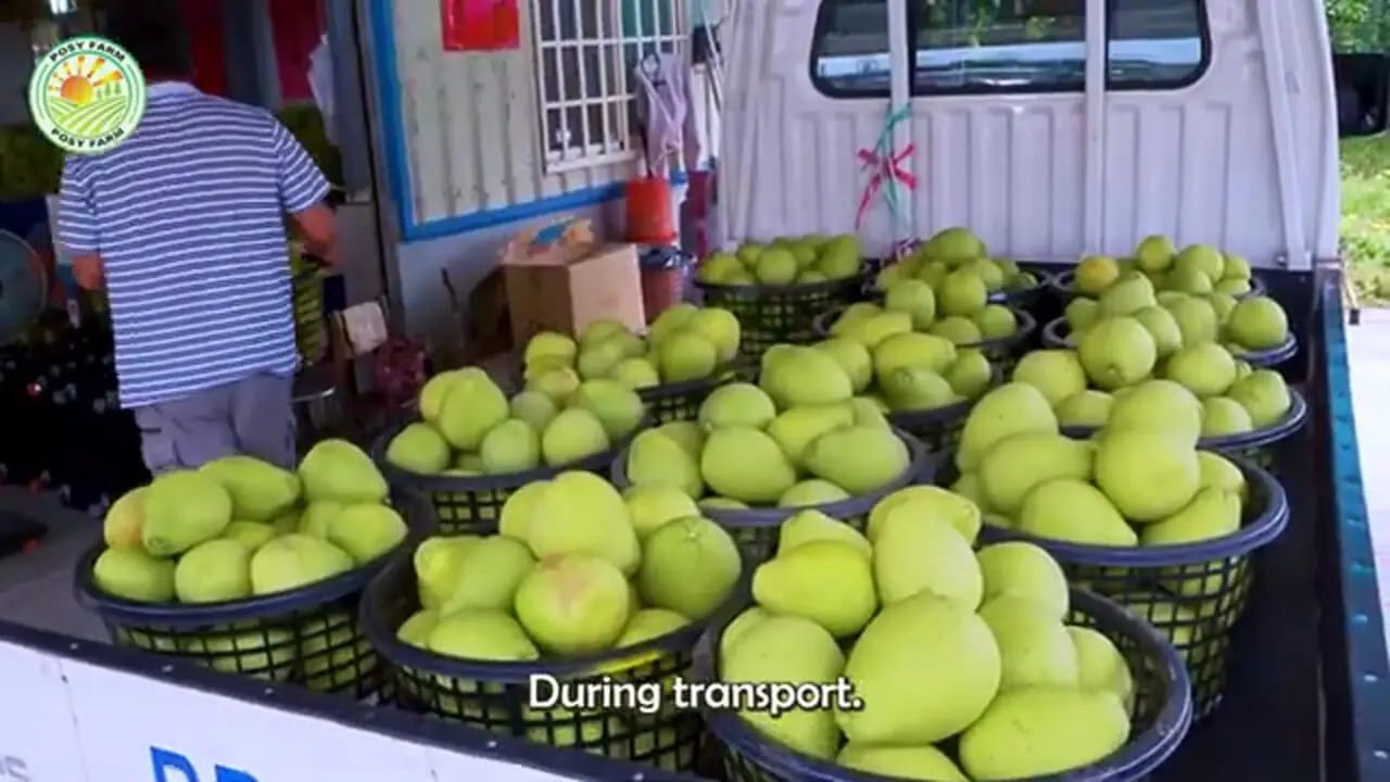 ببینید| چگونه تایوانی ها میلیون ها دارابی را برداشت و فرآوری می کنند؟