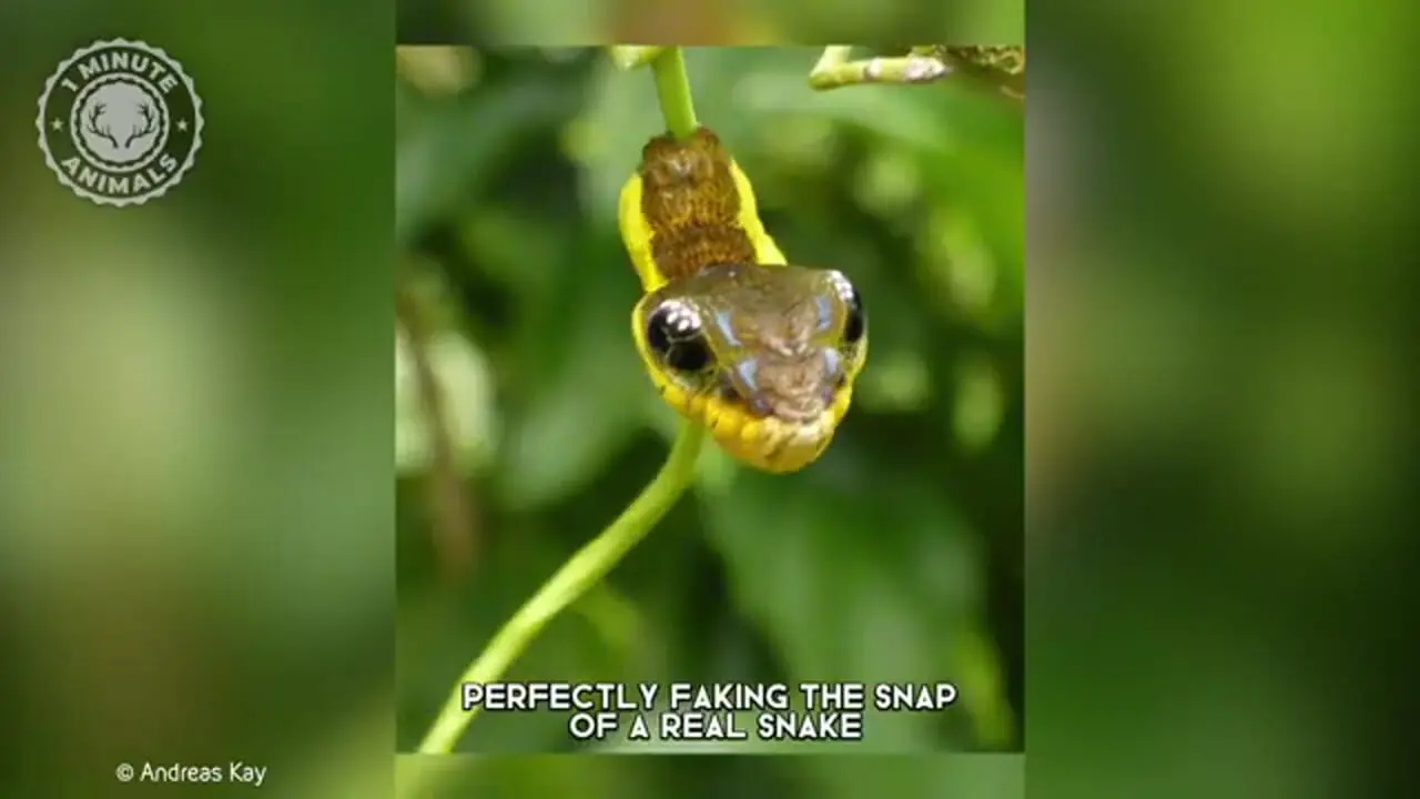 این «کرم ابریشم» برای ترساندن دشمنان اش شبیه «مار» می شود!