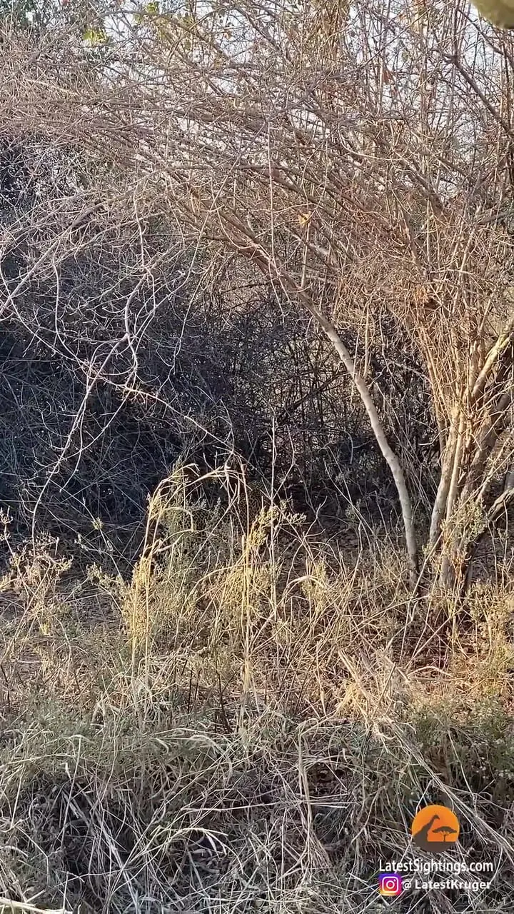 ببینید| پلنگ، توله شیر را دزدید و بالای درخت برد!