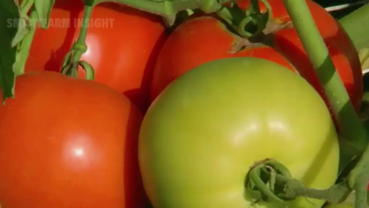 چگونه کشاورزان آمریکایی هزاران کیلو مارچوبه را برداشت می کنند؟