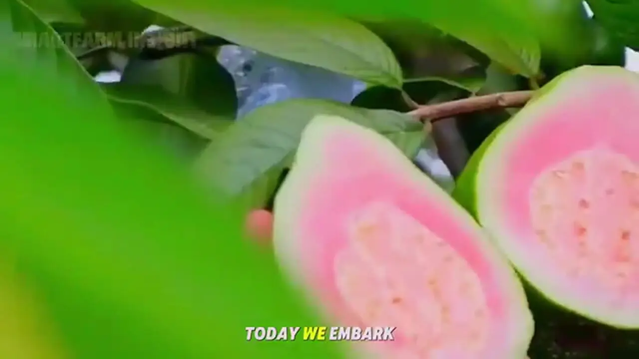 چگونه آمریکایی ها هزاران تن گوجه فرنگی را برداشت و فرآوری می کنند؟