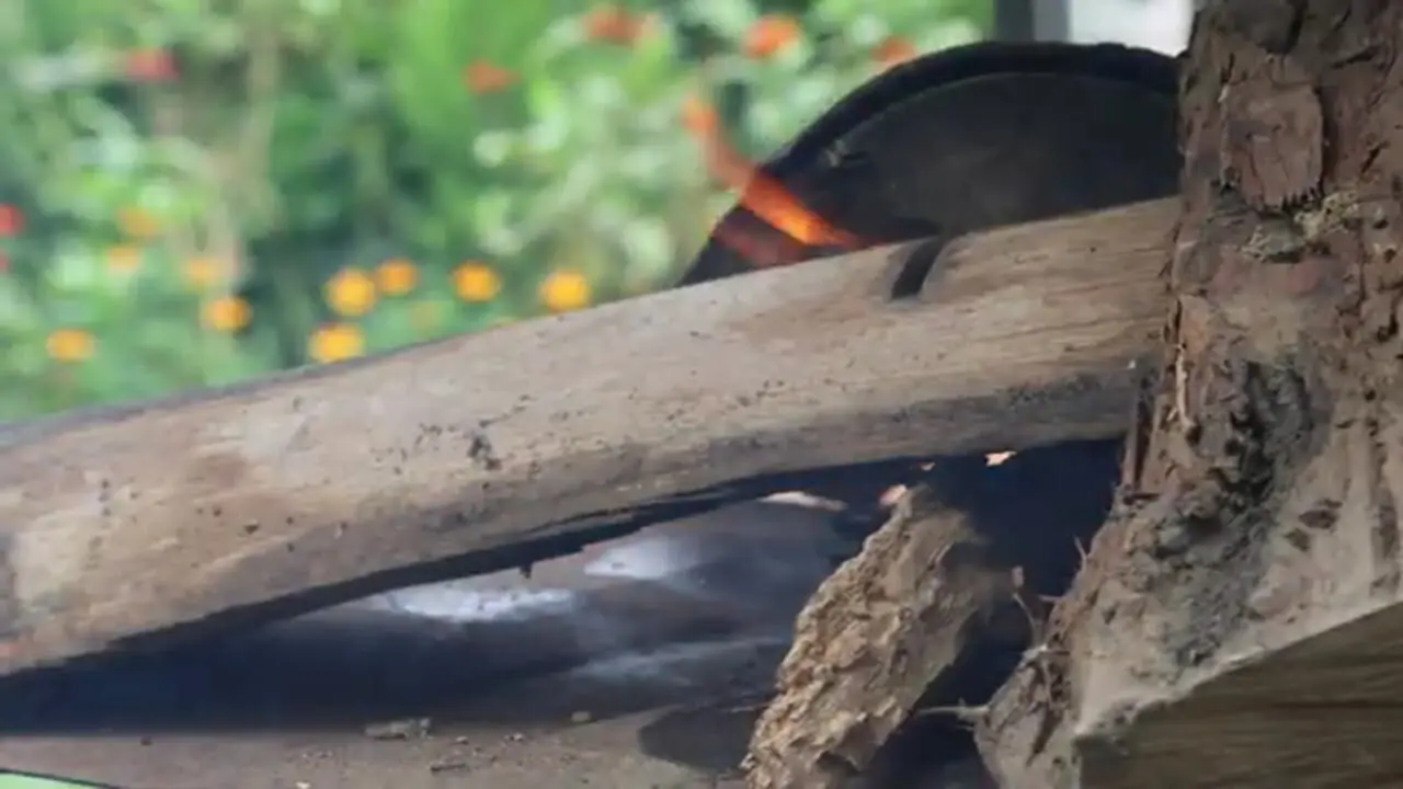 ببینید| غذای روستایی در آذربایجان؛ کباب کردن اردک در بشکه