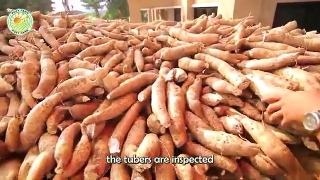 چگونه کشاورزان در آمریکای جنوبی صدها تن کاساوا را برداشت می کنند؟