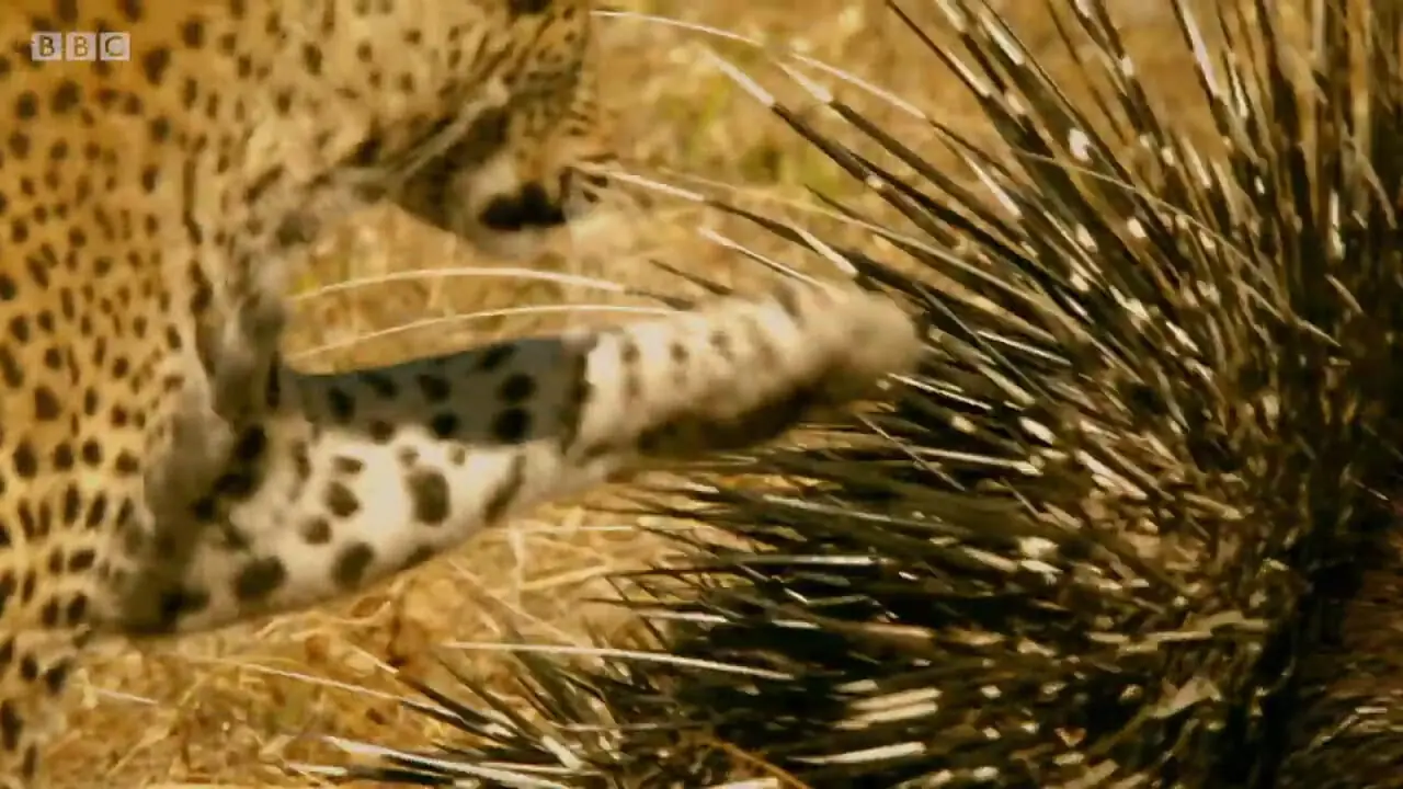 ببینید| شکست باورنکردنی «پلنگ» از دو «تشی»