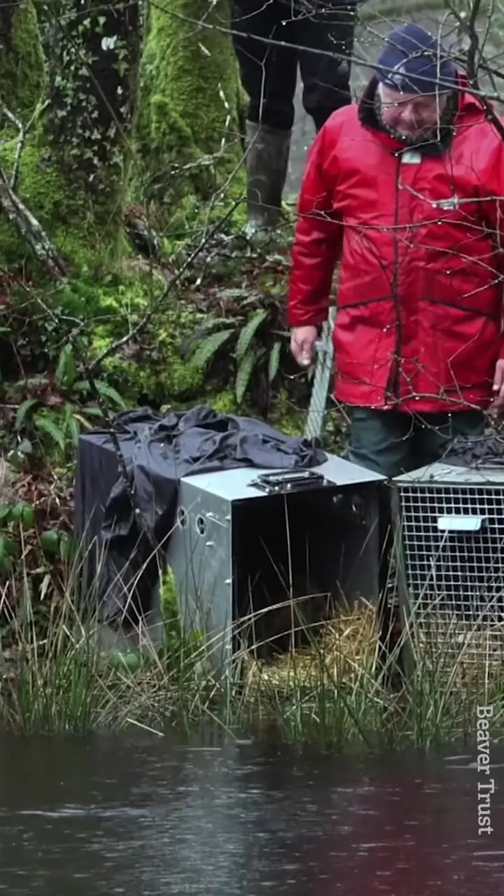 بازگشت یک جانور منقرض‌شده به رودخانه‌های بریتانیا پس از ۴ قرن