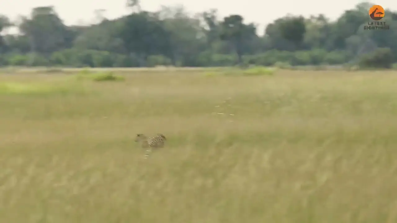 تلاش شجاعانه یوزپلنگ ماده برای محافظت از توله اش در برابر پلنگ گرسنه