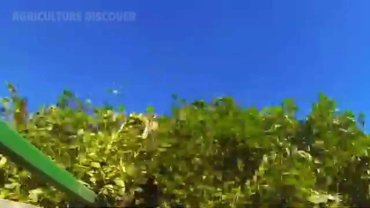 ببینید| چگونه آمریکایی ها صدها تن بادام زمینی را برداشت و فرآوری می کنند؟