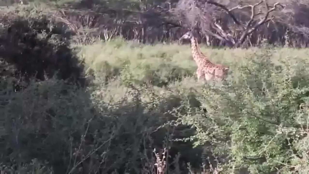 ببینید| مستند حیات وحش؛ فرار دیدنی زرافه از دست شیرهای گرسنه