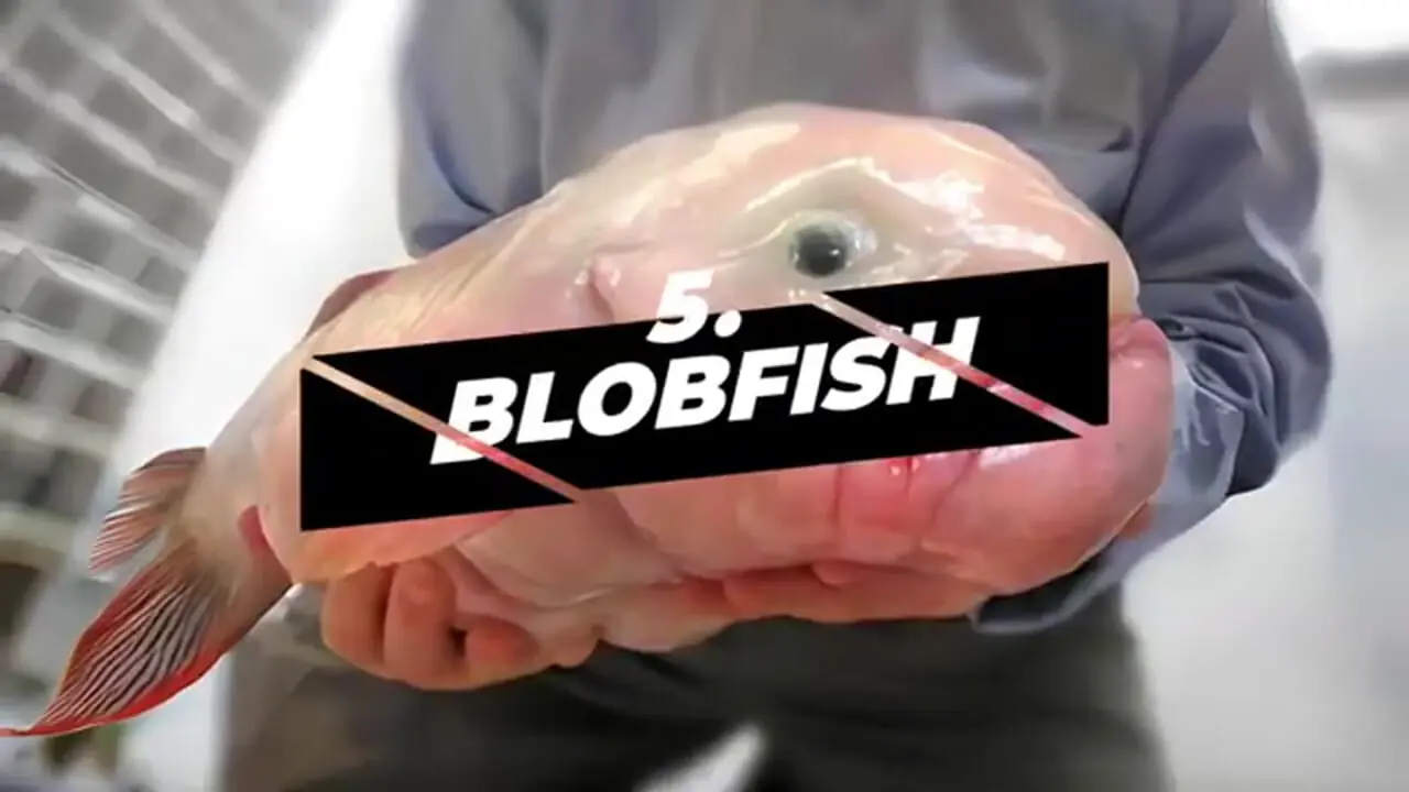 ببینید| 10 موجود عجیب اعماق اقیانوس ها که احتمالا ندیده اید