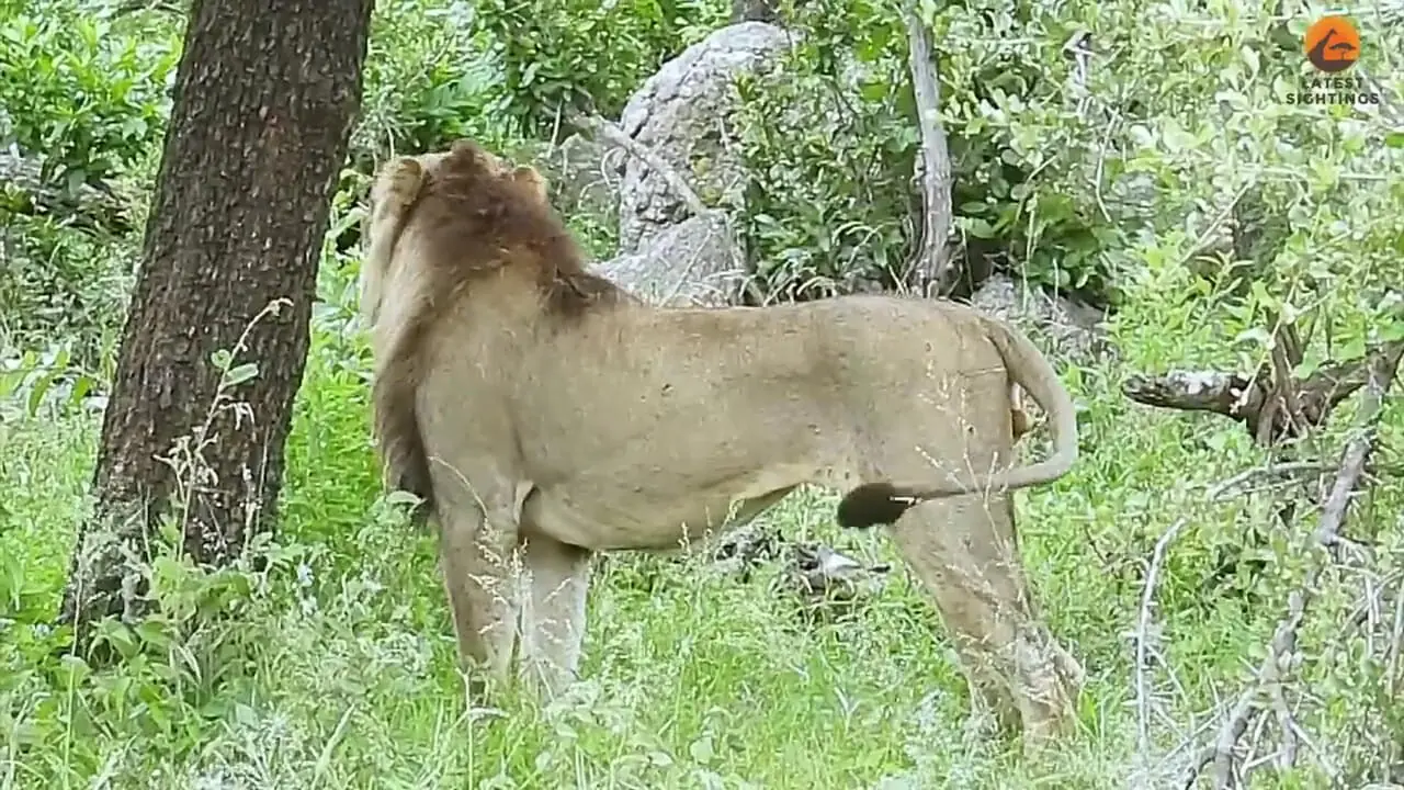 ببینید| مستند حیات وحش؛ تلاش‌ شیر نر برای بالا رفتن از درخت و تصاحب شکار پلنگ