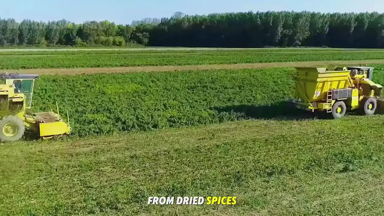 نگاهی به مراحل کاشت و برداشت هزاران تن گلابی در باغات کالیفرنیا