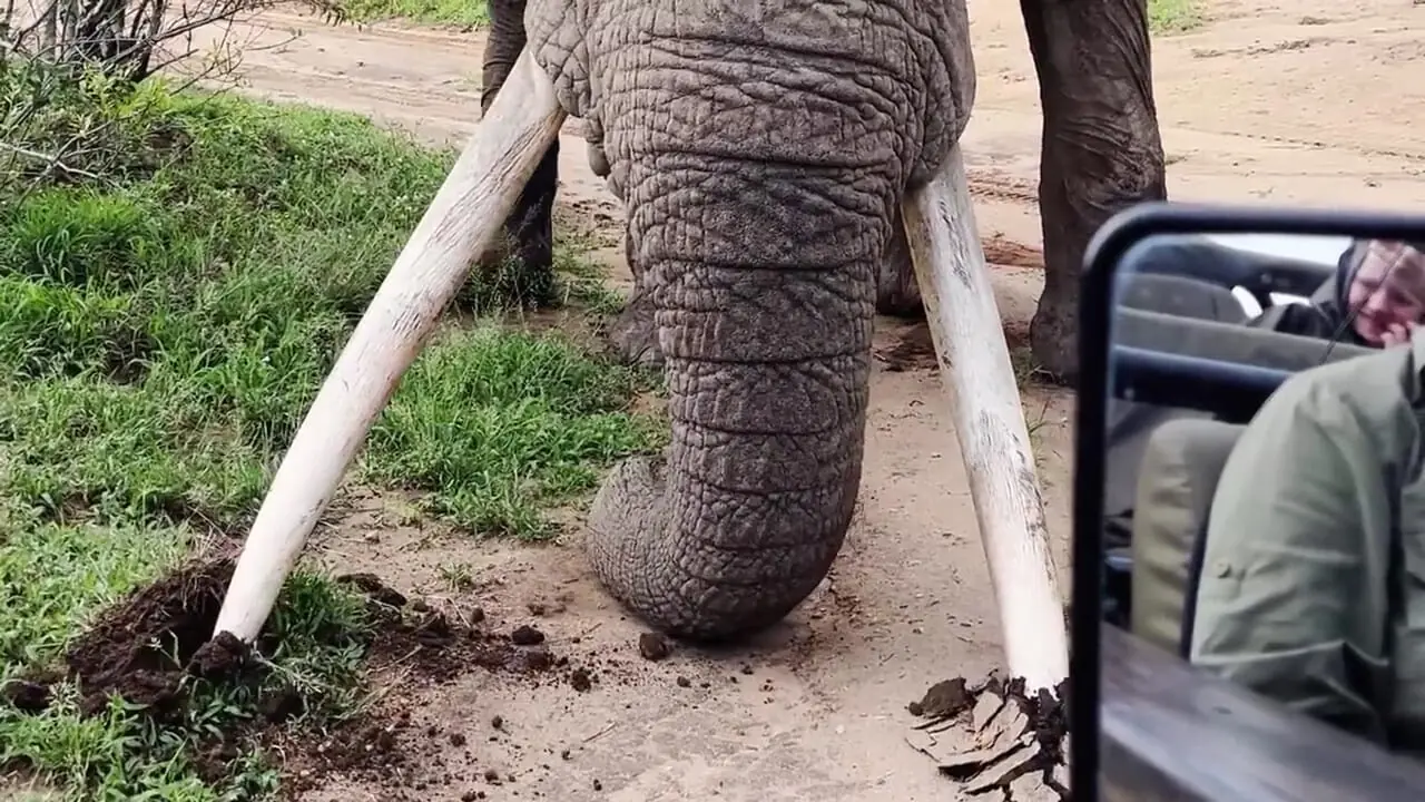 ببینید| مستند حیات وحش؛ وقتی فیل نر می خواهد نشان دهد که رئیس کیست!