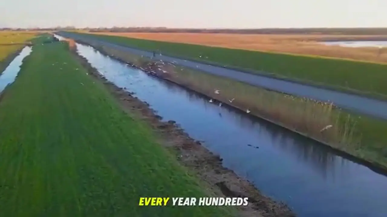 مراحل کاشت، برداشت و فرآوری کیوی در استرالیا